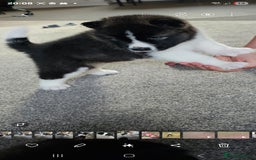 Akita dogs for sale: 🐾 American Akita Puppies for Forever Homes 🐾 - Image 20