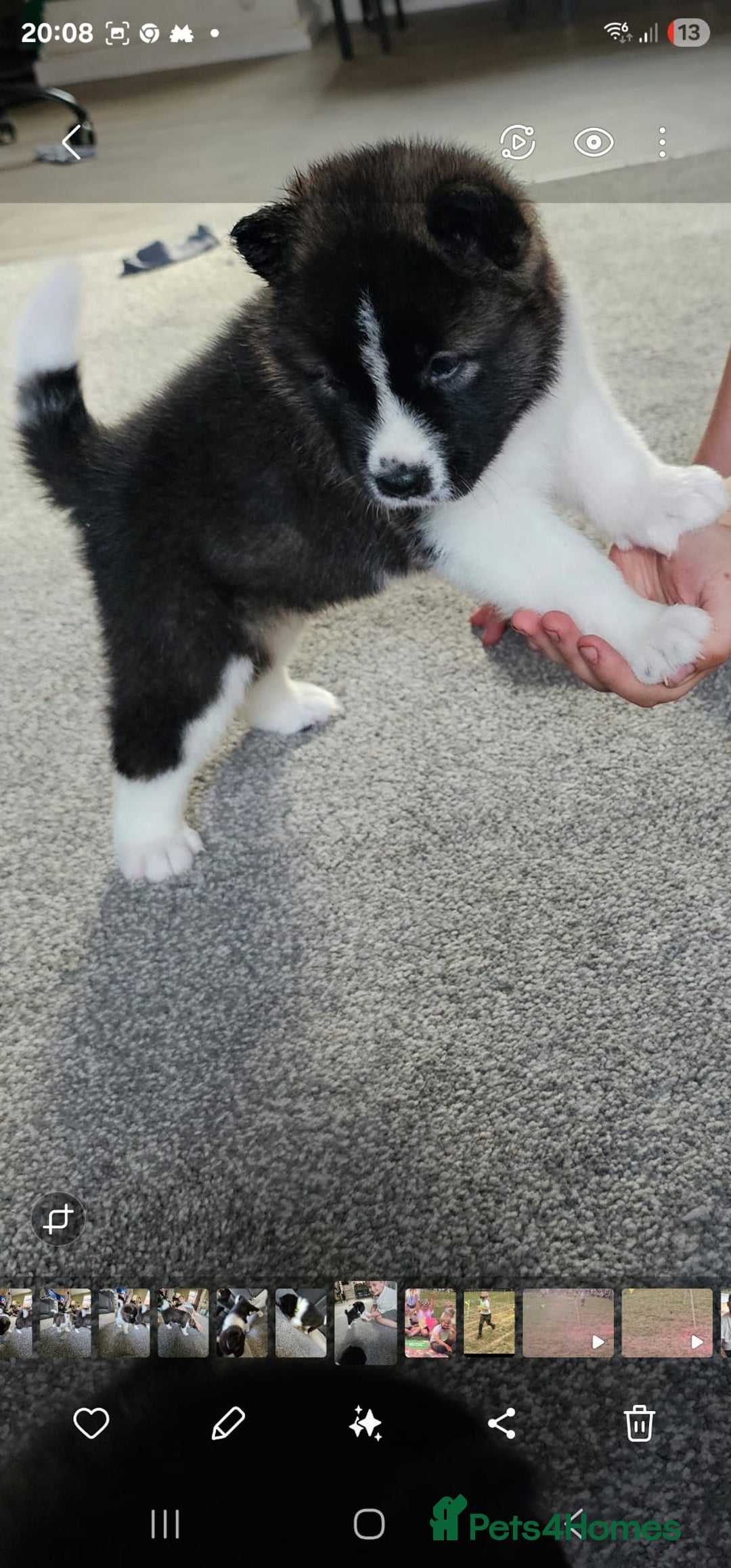 Akita dogs for sale: 🐾 American Akita Puppies for Forever Homes 🐾 - Image 20