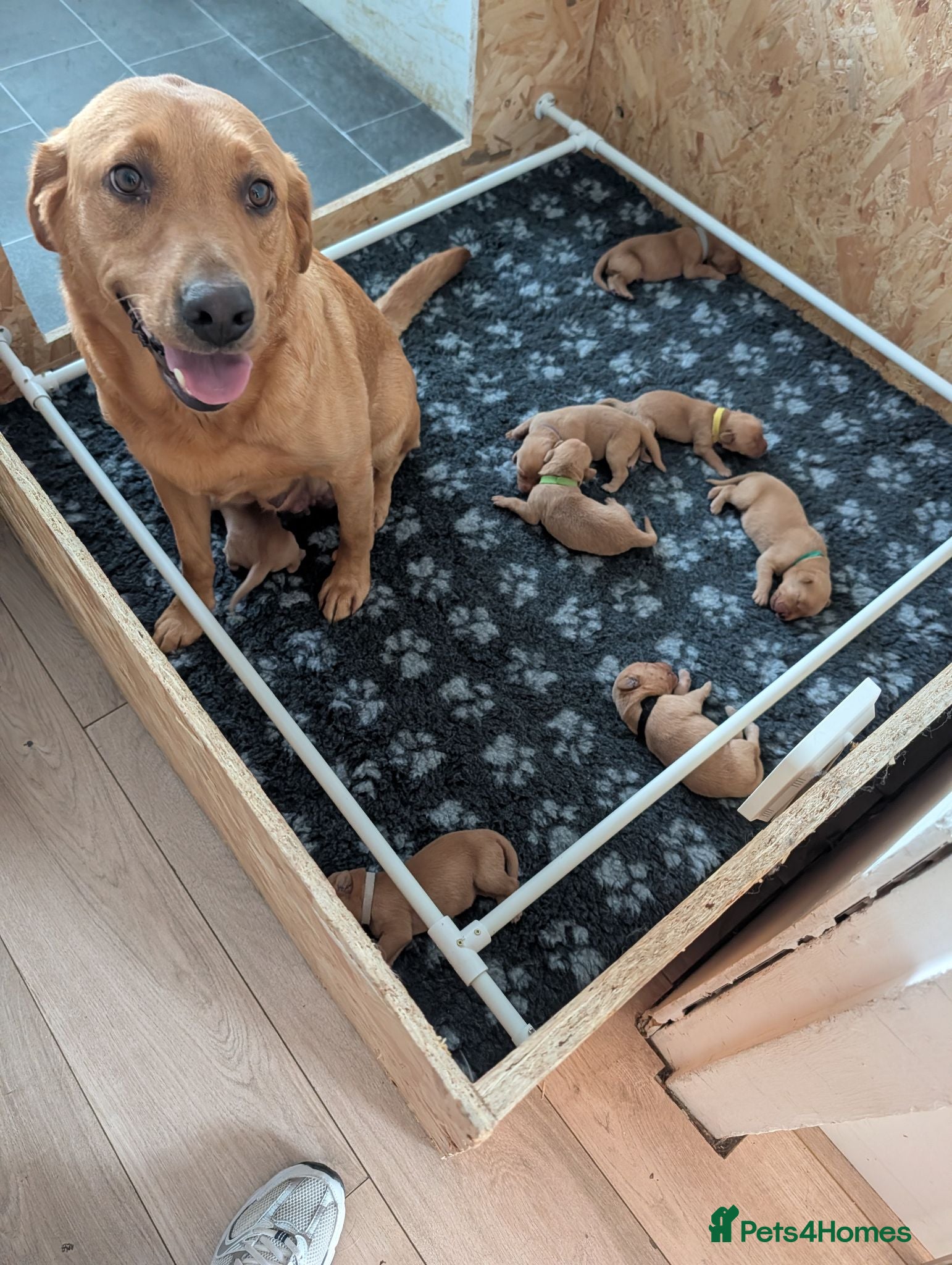 Labrador Retriever dogs KC REGISTERED FOX RED LABRADOR PUPPIES  - Advert 1