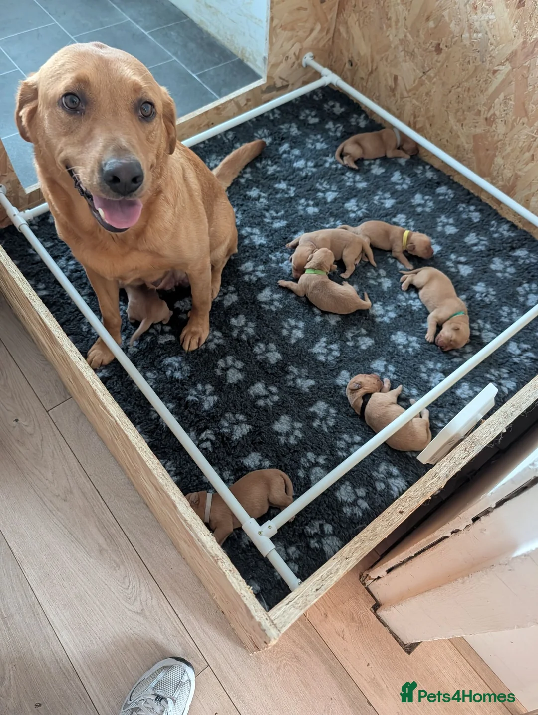Labrador Retriever dogs for sale: KC REGISTERED FOX RED LABRADOR PUPPIES  - Advert 1