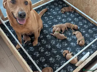 Labrador Retriever dogs KC REGISTERED FOX RED/YELLOW LABRADOR PUPPIES - Advert 4