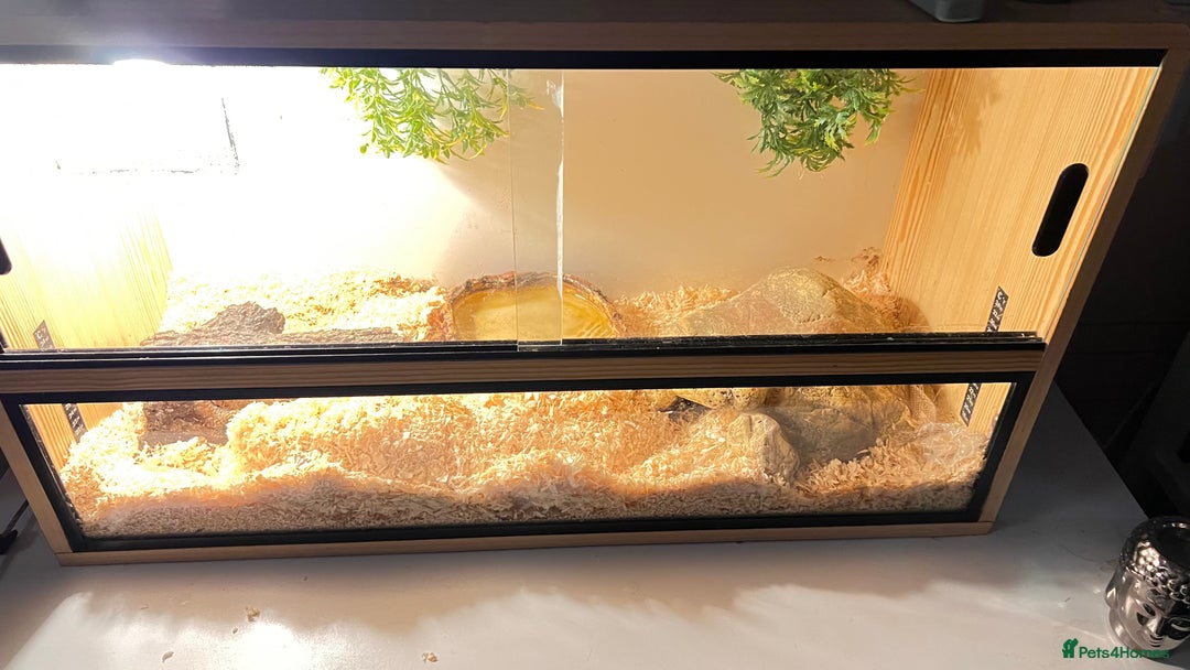 Corn Snake reptiles for sale: Adult corn snake with viv  - Image 4