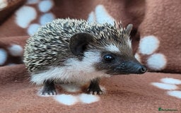 Pygmy Hedgehog rodents for sale: African Pygmy Hedgehog Hoglets  - Image 8
