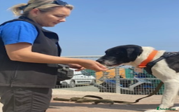 Pointer dogs for adoption: Flynn - Loyal boy seeks 3rd (and final) home! - Image 6