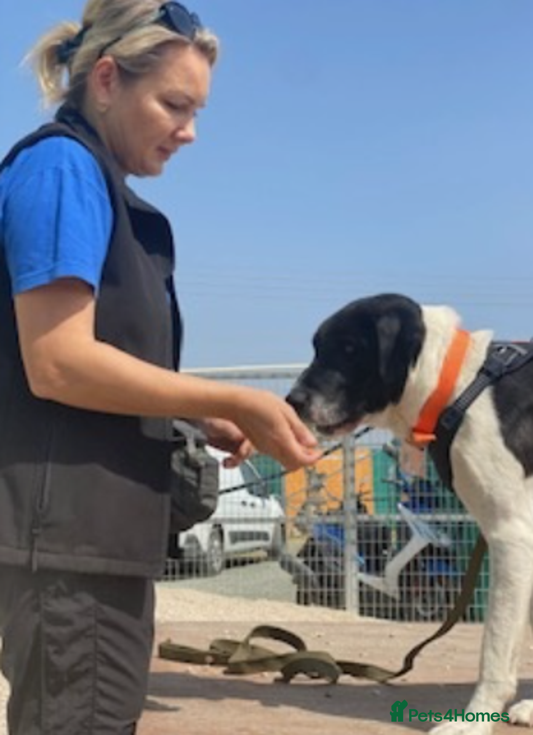 Pointer dogs for adoption: Flynn - Loyal boy seeks 3rd (and final) home! - Image 6
