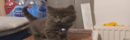 Mixed Breed cats for sale: Litter of 3 looking for new forever homes - Advert 6