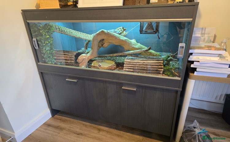 Python Snake reptiles - Advert 1