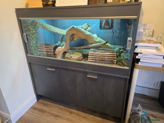 Python Snake reptiles - Advert 1