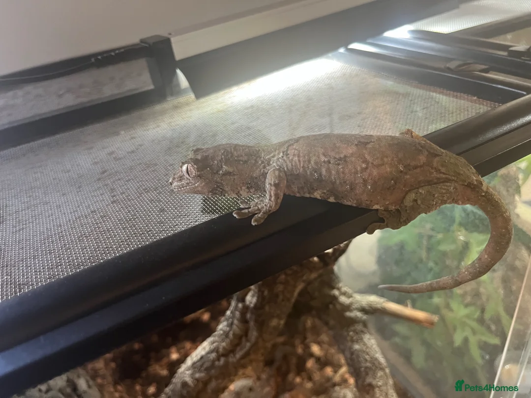 Gecko reptiles for sale: Chahoua gecko’s plus set up for sale  - Advert 1