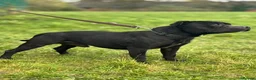 Staffordshire Bull Terrier dogs for sale: **Champion bloodlines puppies** - Advert 13