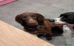 Cocker Spaniel dogs for sale: * * 6 month old male Cocker Spaniel * * - Image 4