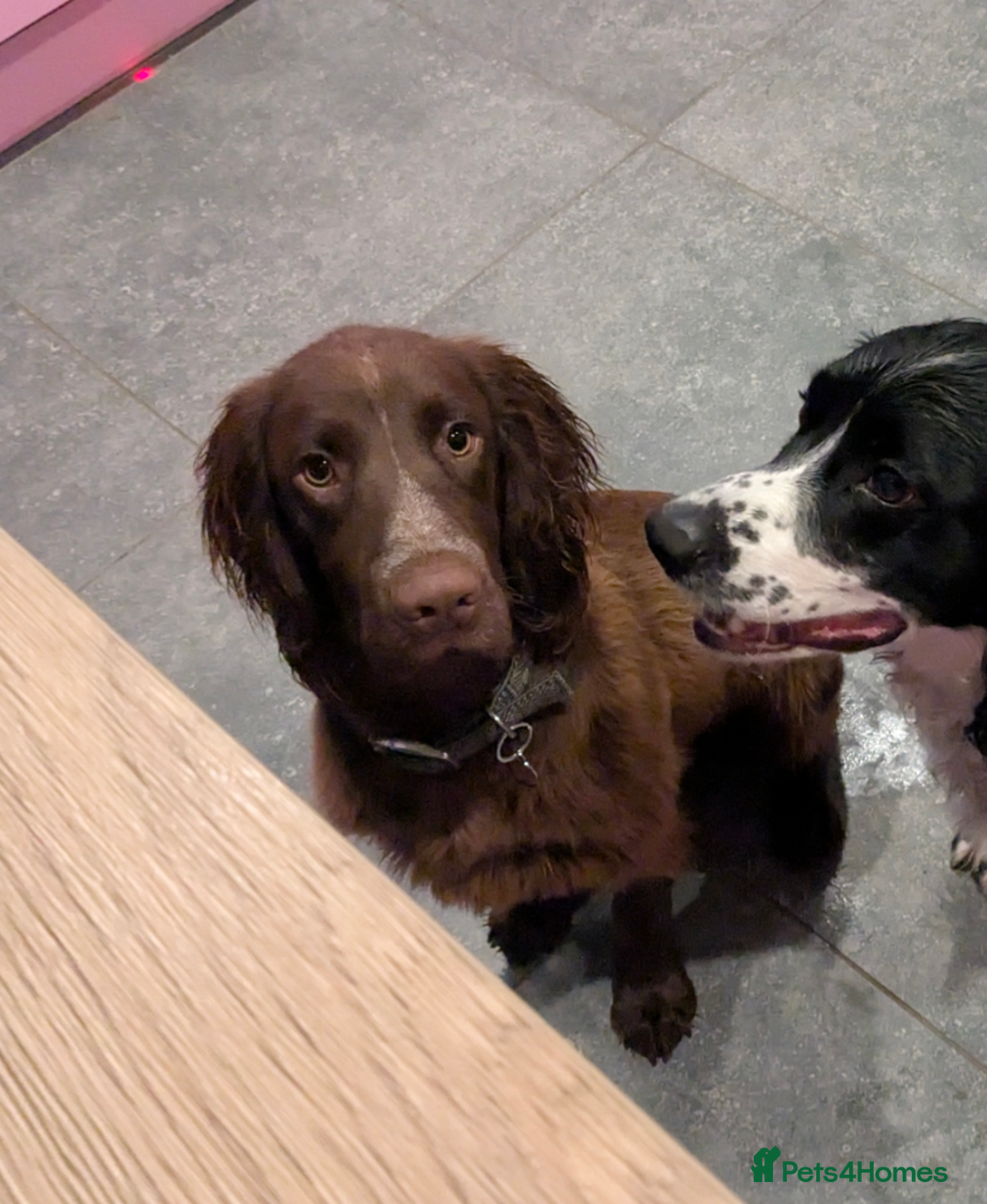Cocker Spaniel dogs for sale: * * 6 month old male Cocker Spaniel * * - Image 4