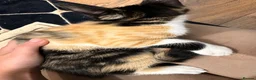 Domestic Shorthair cats for sale: Domestic shorthair kitten for sale black-white- - Advert 7