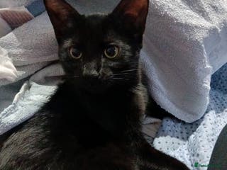 British Shorthair cats Kitten for sale - Advert 9