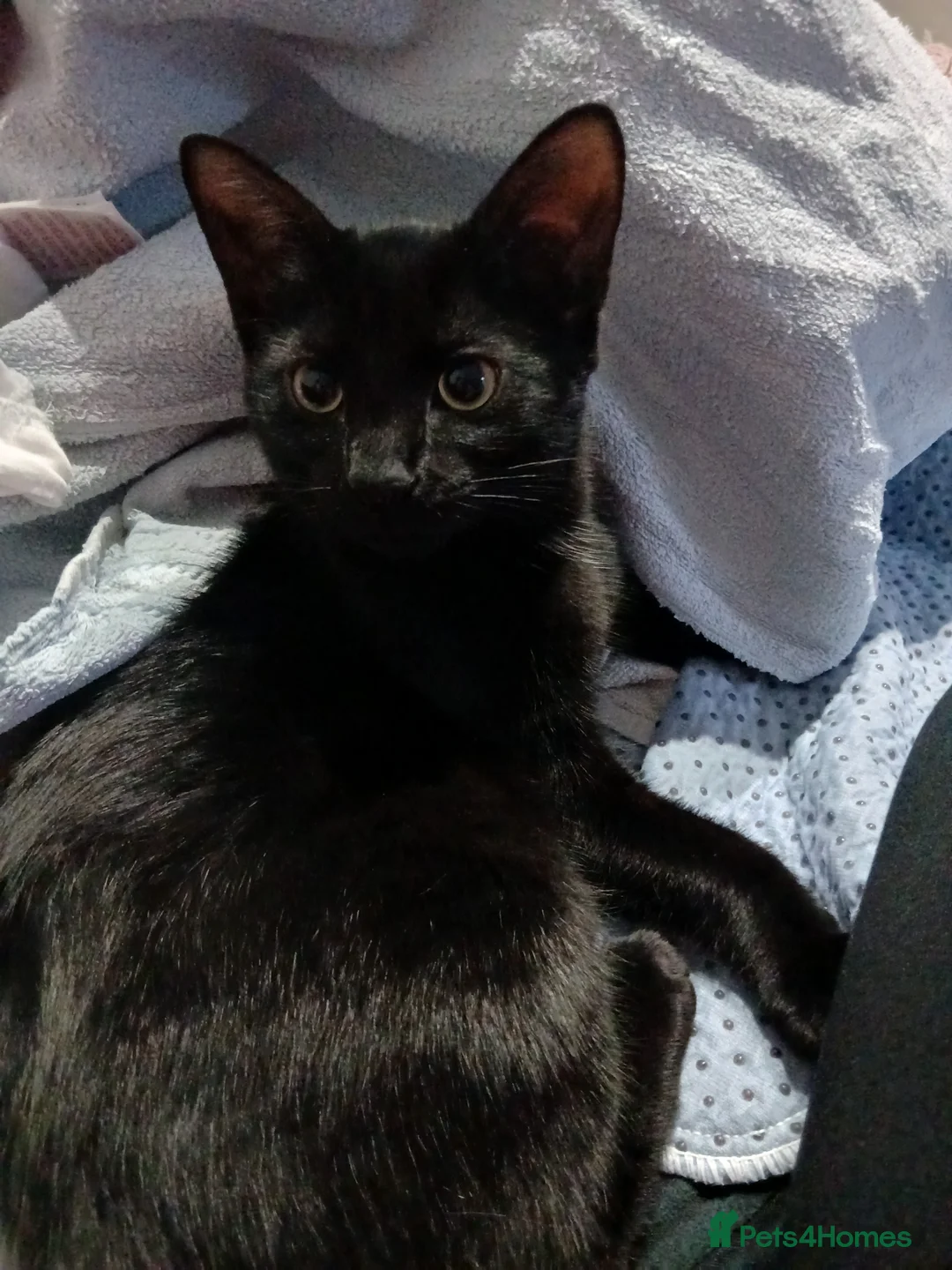 British Shorthair cats for sale: Kitten for sale  - Advert 1