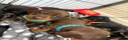 Dachshund dogs for sale: Dachshund puppies  - Advert 19