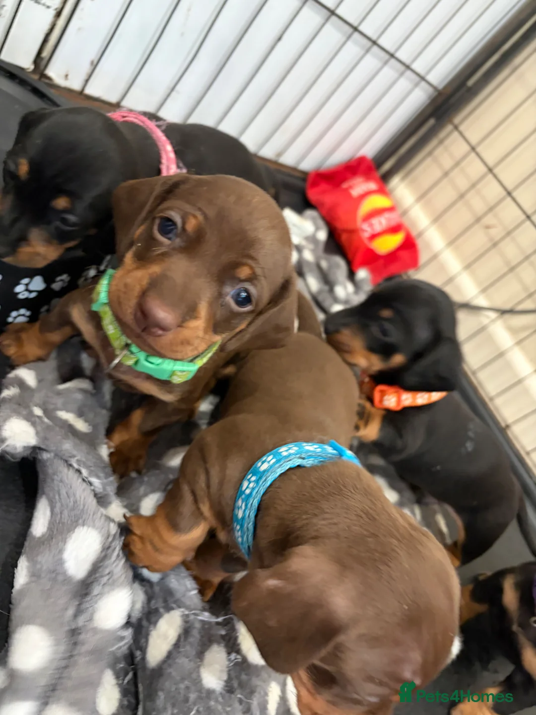 Dachshund dogs for sale: Dachshund puppies  - Advert 19