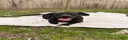 Mixed Breed dogs for adoption: Benny | Bouncy, Loving & Full of Puppy Joy 💜 - Advert 4