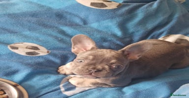 French Bulldog dogs - Advert 12