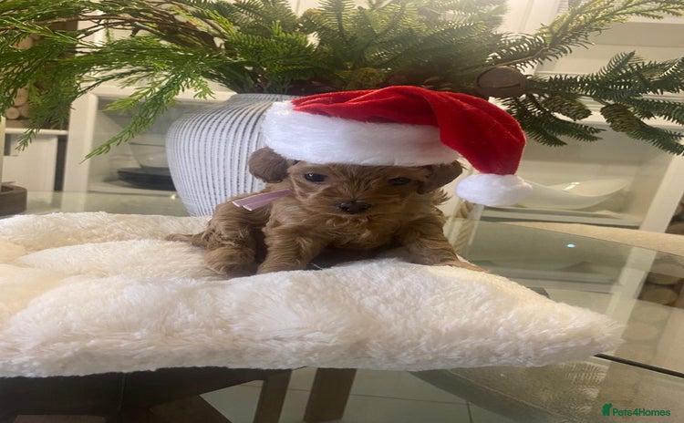 Maltipoo dogs ⭐ Mini Maltipoo F1b • Tiny Teddy  DNA Test - Advert 1