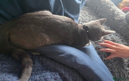 Domestic Shorthair cats for sale: Beautiful kittens. - Image 6