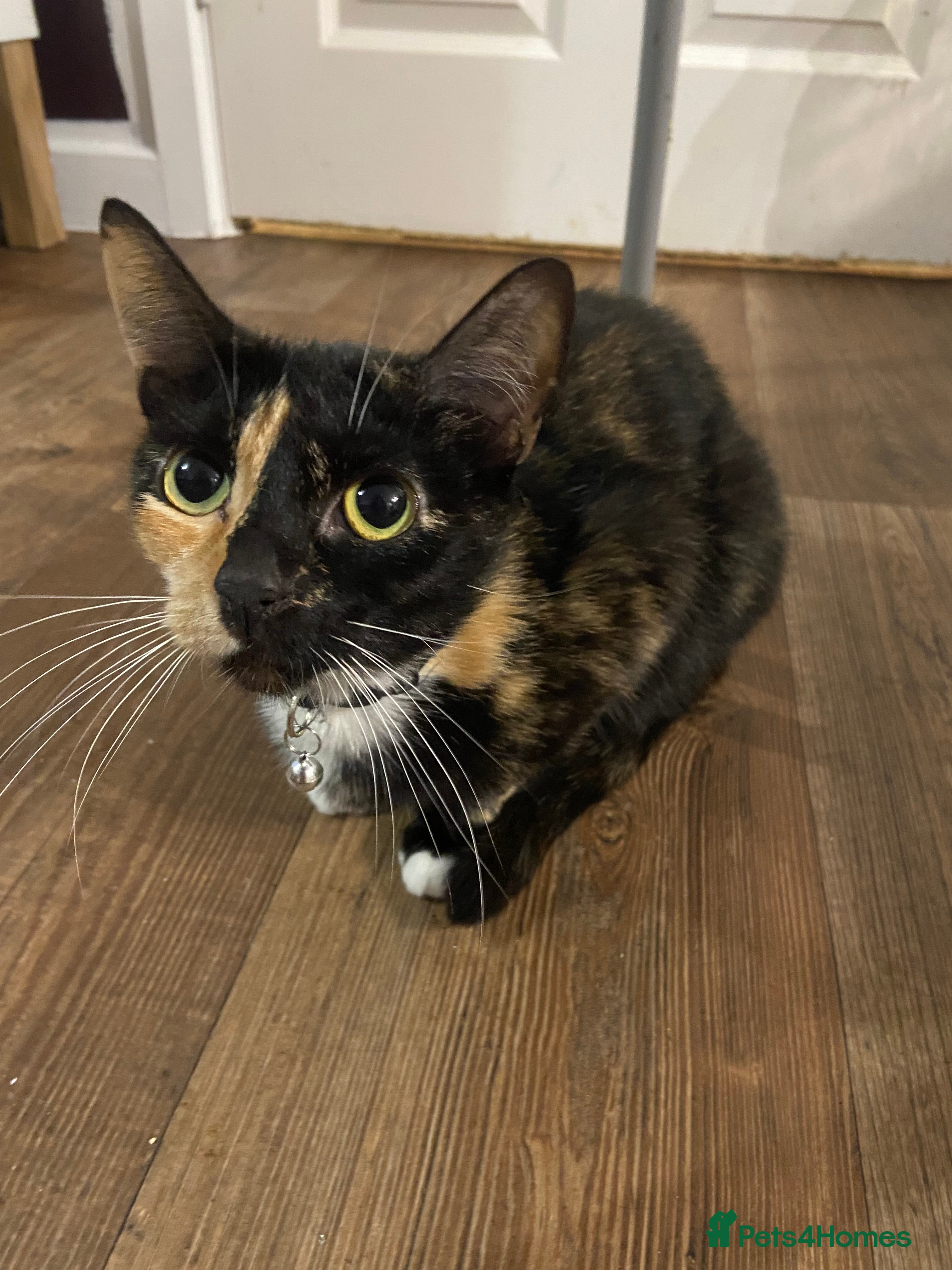 Mixed Breed cats 3x Kittens Ready for homes - Advert 1