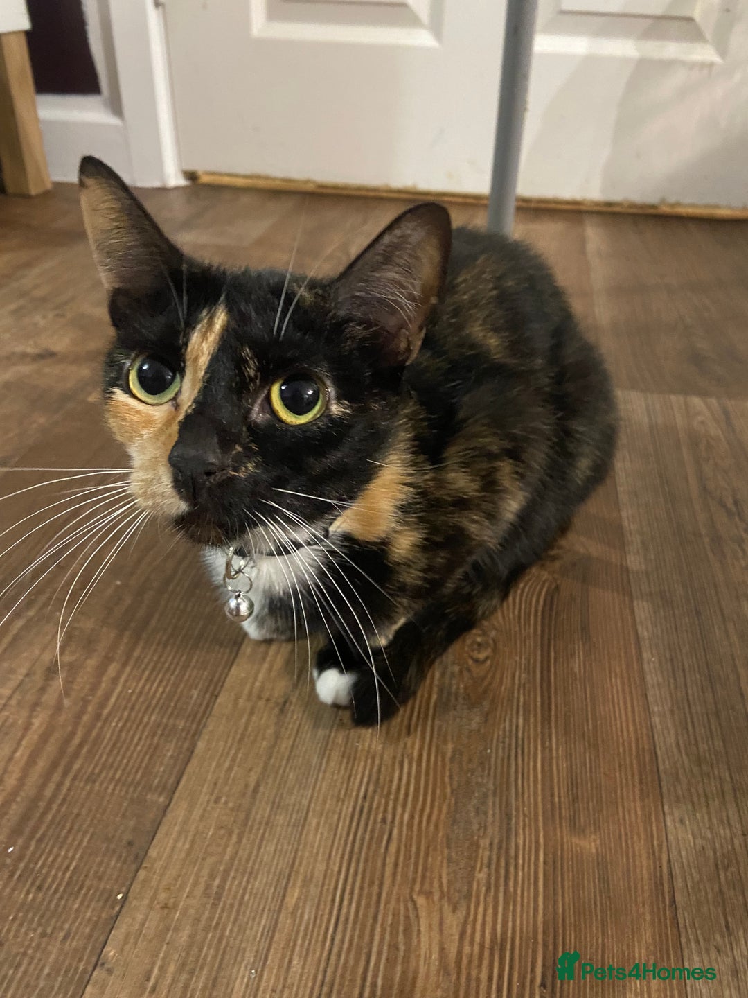 Mixed Breed cats for sale: 3x Kittens Ready for homes - Advert 1