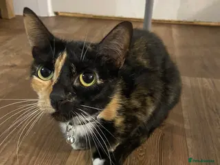 Mixed Breed cats 1x Male kitten ready for new home - Advert 18