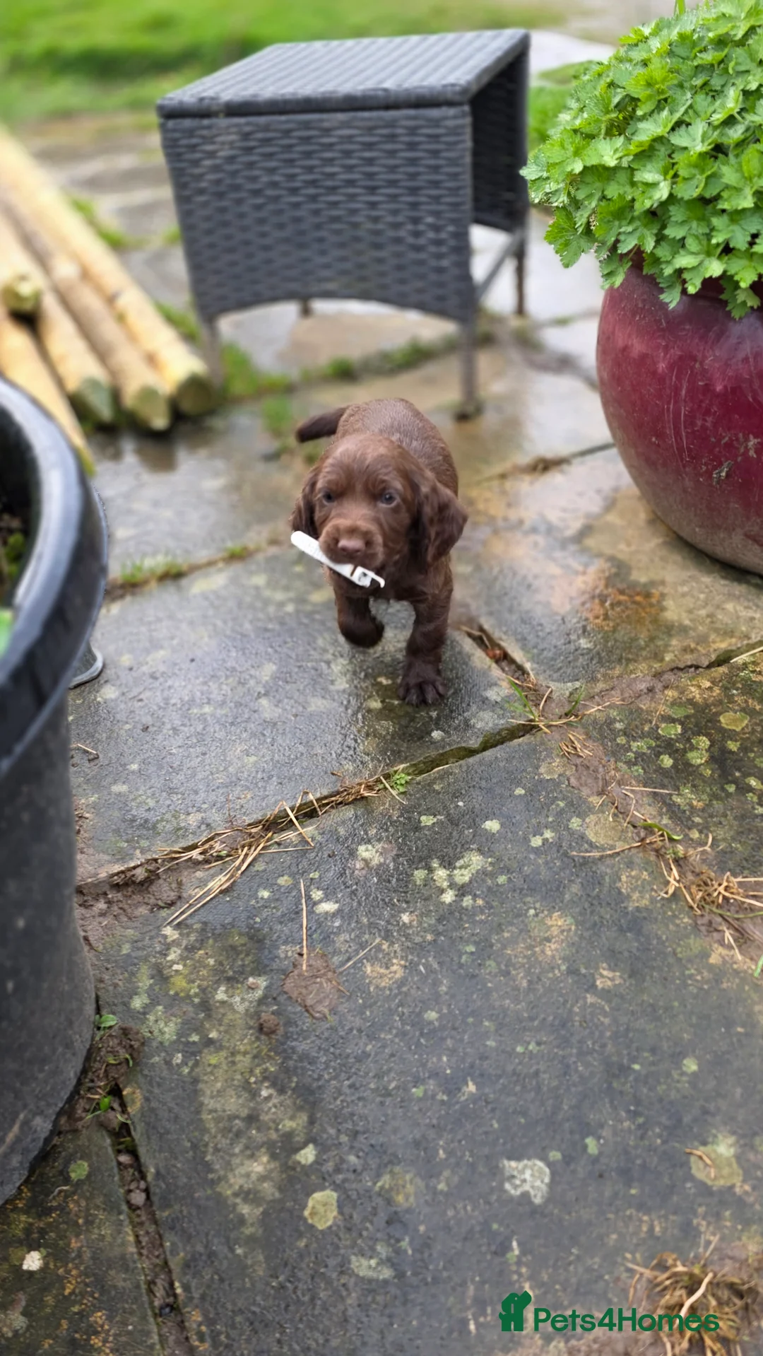 Cocker Spaniel dogs for sale: KC reg Working Chocolate Cocker Spaniel girls in Skipton - Advert 13