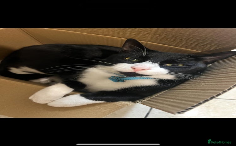 Brazilian Shorthair cats - Advert 1
