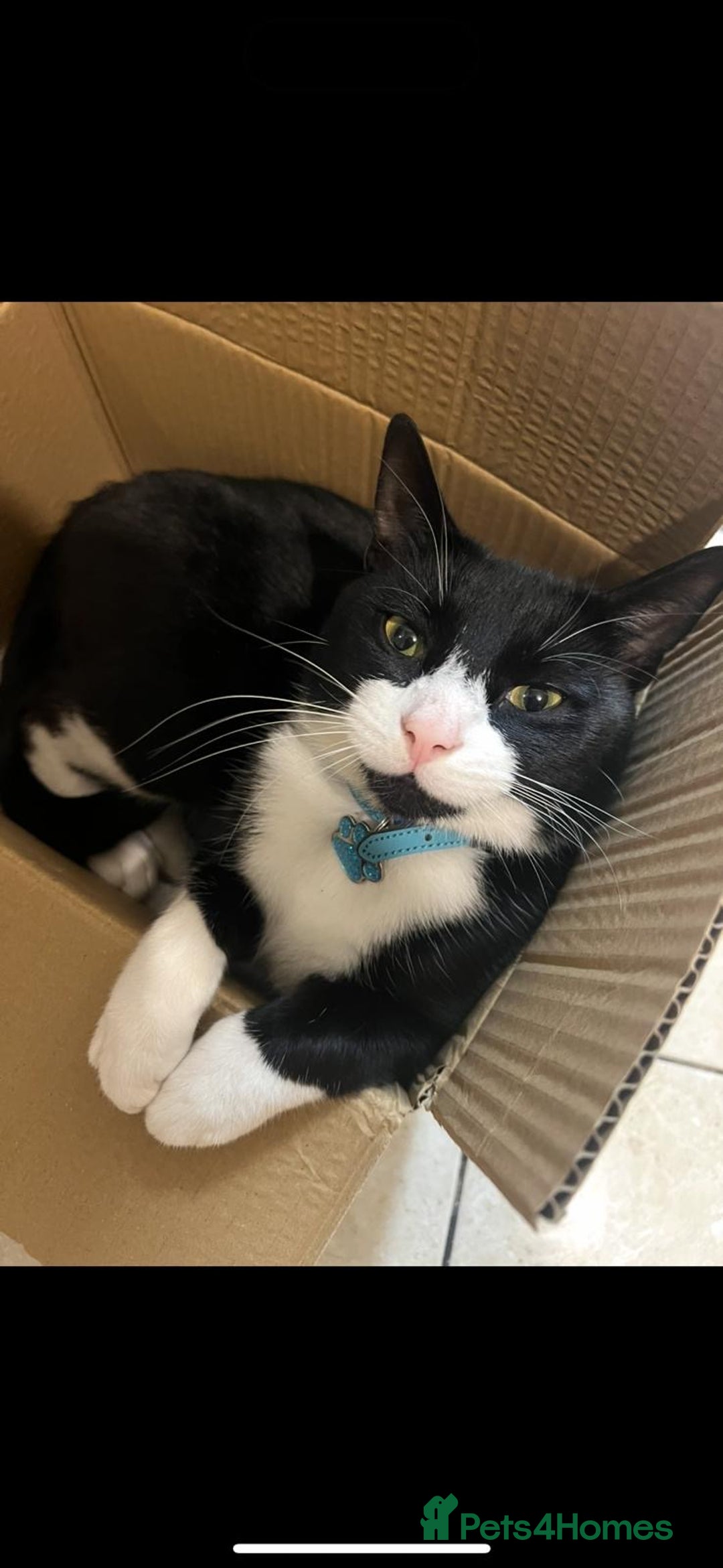 Brazilian Shorthair cats for sale: Tuxedo cat  - Image 1