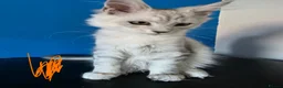 Maine Coon cats for sale: Ready Immediately. TICA 100% Maine Coon rare color - Advert 9