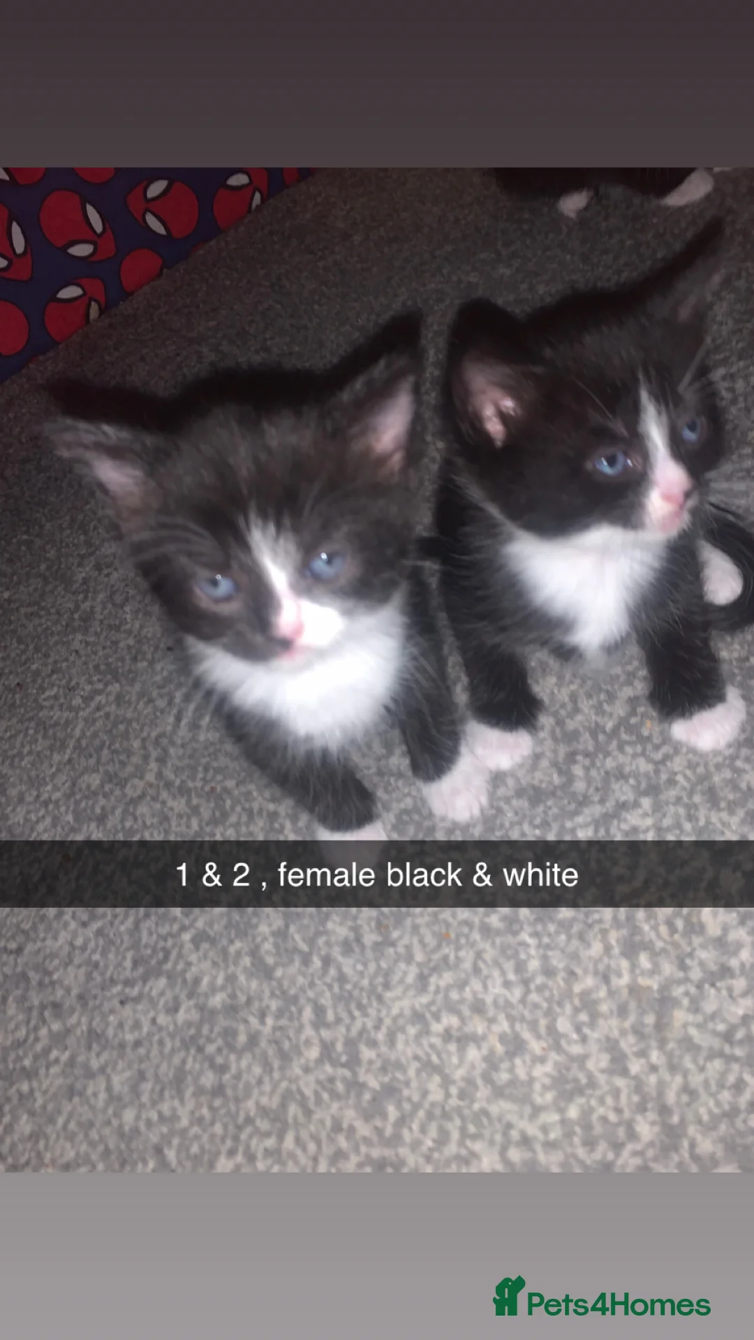 Mixed Breed cats for sale: 3 beautiful kittens for sale Ready to leave - Advert 2