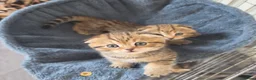 Scottish Fold cats for sale: Adorable 6 Scottish fold kittens  - Advert 26