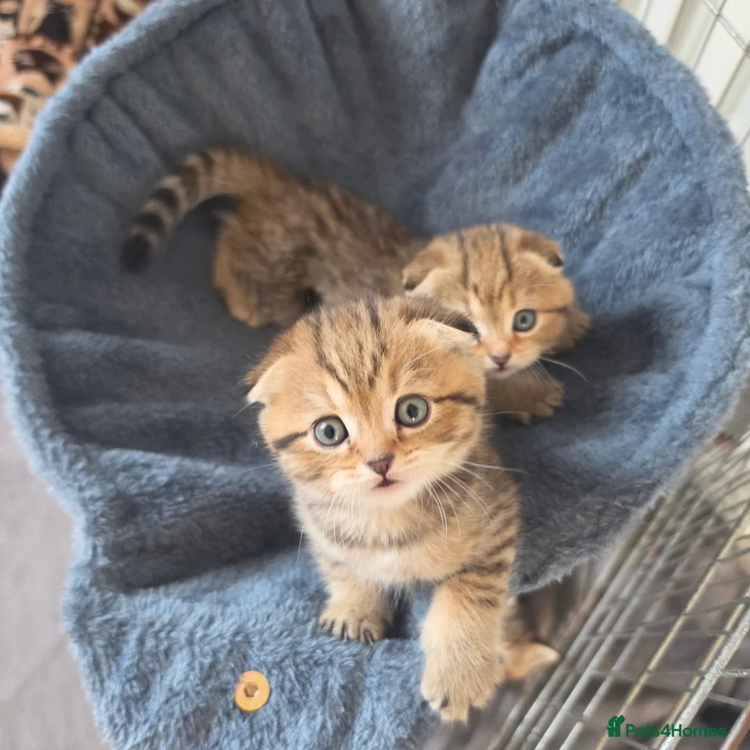 Scottish Fold cats for sale: 3 gorgeous Scottish fold kittens left♡left - Advert 19