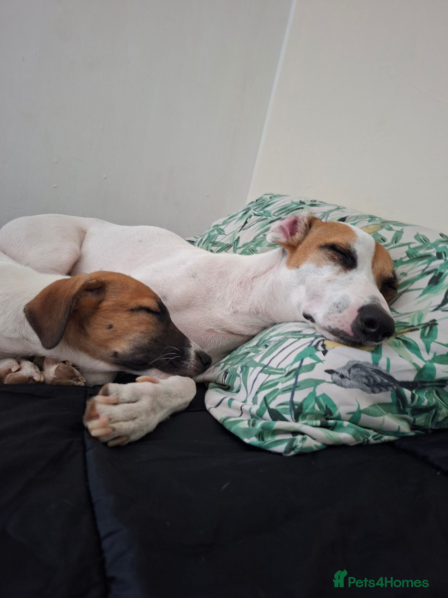 Mixed Breed dogs Jack russel whippet x golden doodle - Advert 10
