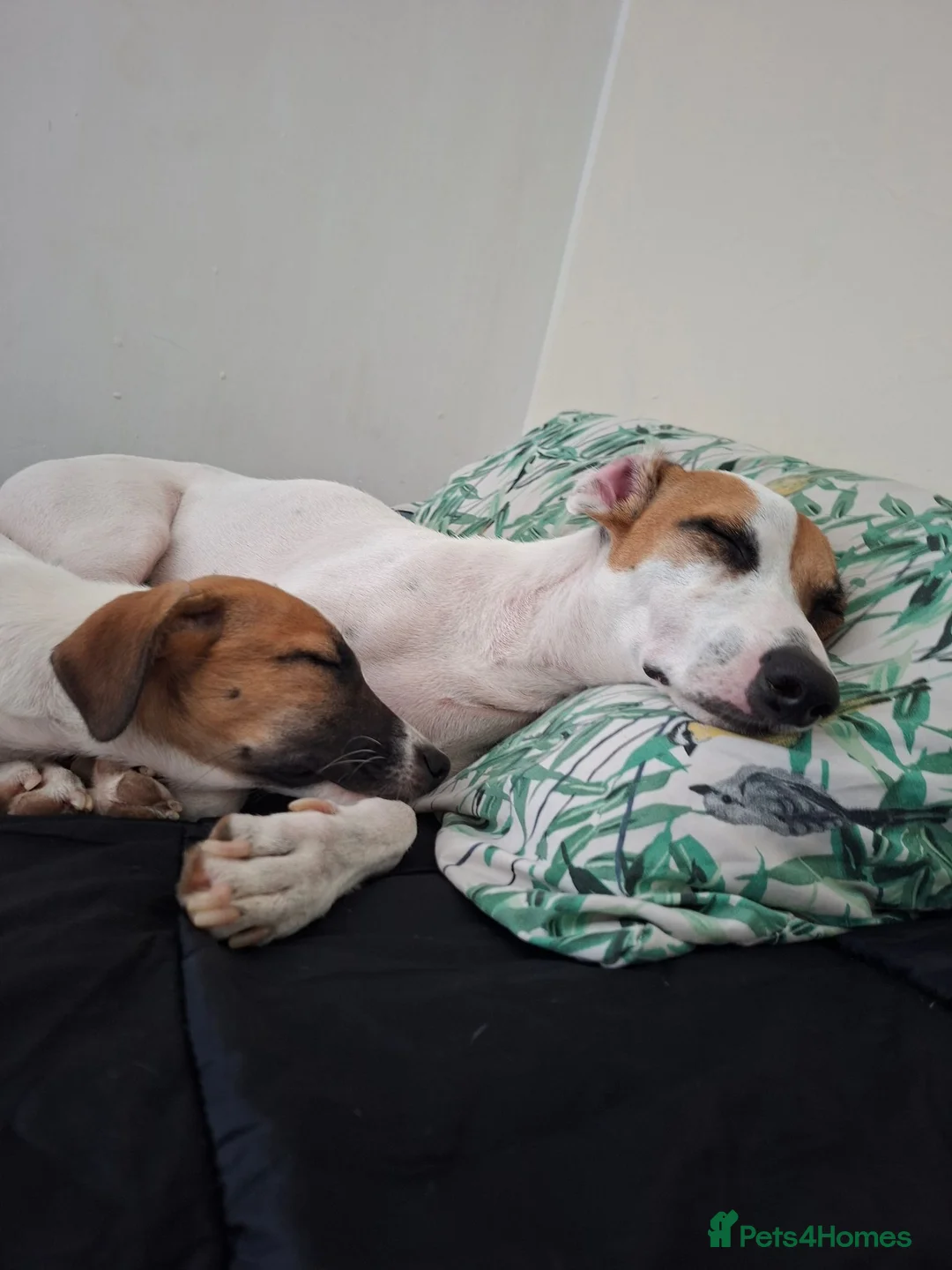 Mixed Breed dogs for sale: Jack russel whippet x golden doodle in Salisbury - Advert 1