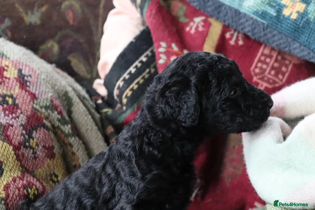 Labradoodle dogs for sale: F3 Labradoodle Puppies Licenced Breeder - Image 5