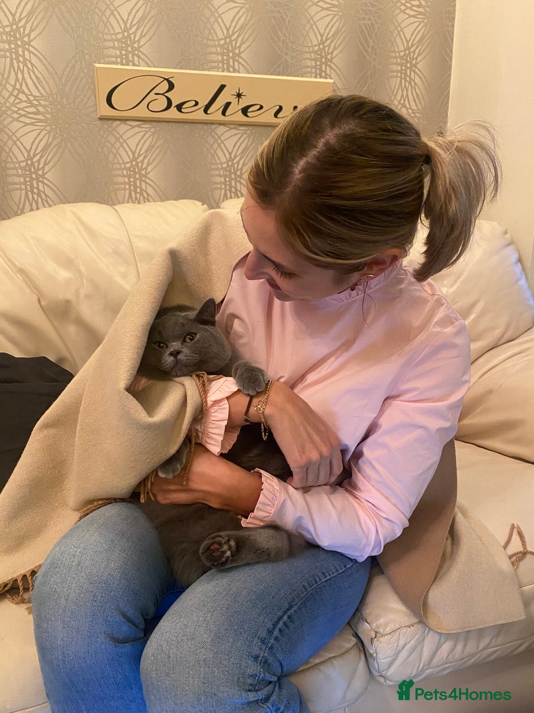 British Shorthair cats for sale: Stunning Rare Pedigree British Shorthair Brothers - Advert 16