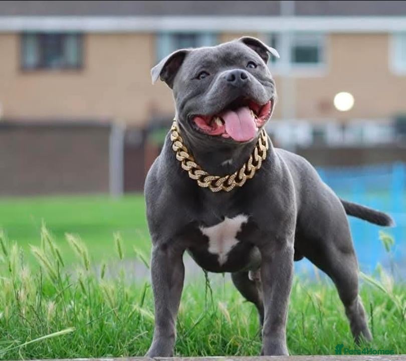 Staffordshire Bull Terrier dogs STUNNING BLUE STAFFY PUPPIES - Advert 5