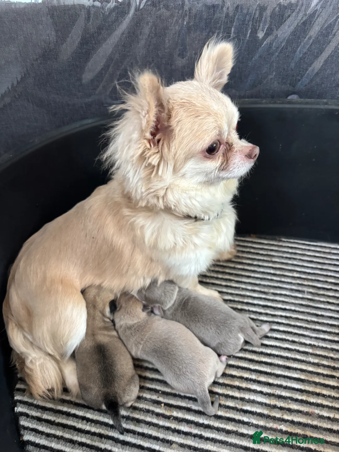 Chihuahua dogs for sale:  **  Chihuahua  in Halstead - Advert 1