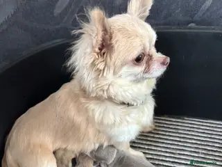 Chihuahua dogs ** Chihuahua - Advert 3