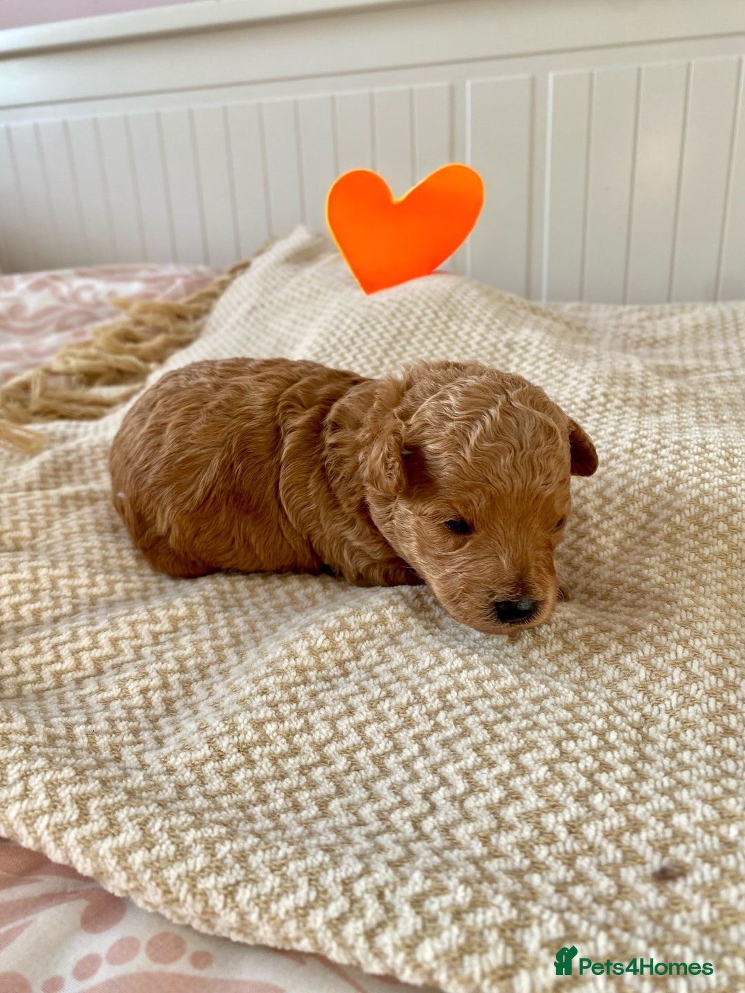 Poochon dogs for sale: ♥️🐶🧸 TINY ASIAN TOY POOCHONS FOR SALE ♥️ - Advert 11