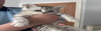 Mixed Breed Kitten 4