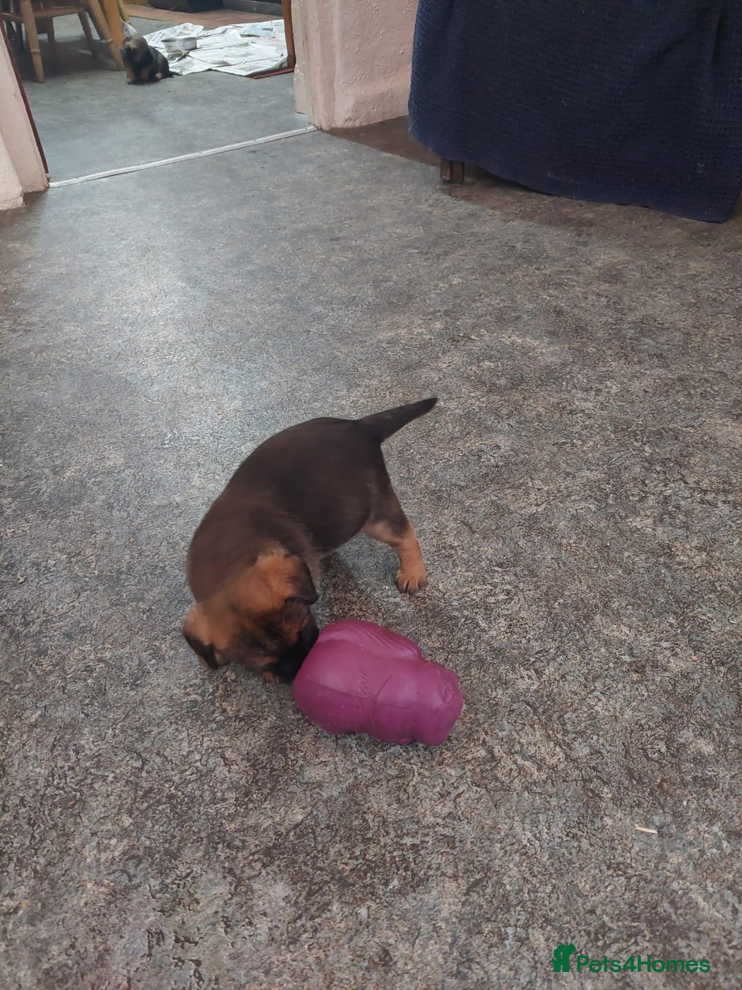 Border Terrier dogs for sale: Adorable Border Terrier pups for sale  - Advert 8