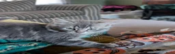 Mixed Breed cats for sale: Beautiful mixed breed female kittens in Livingston - Advert 10