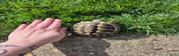 Hermann Tortoise reptiles for sale: A pair of hermann tortoises  - Advert 5
