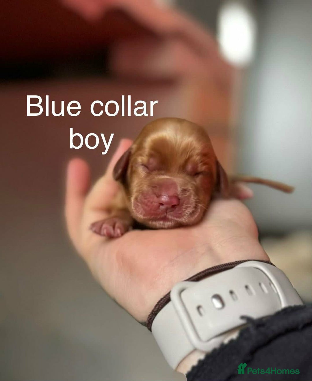 Cocker Spaniel dogs for sale: Stunning dark fox red and golden cockers - Advert 8