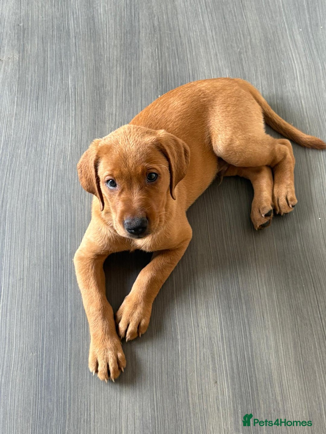 Labrador Retriever dogs for sale: KC Registered MacBruce Fox Red Labrador Puppies  - Image 2
