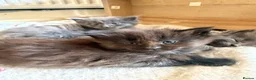 Maine Coon cats for sale: Maine Coon kittens  - Advert 36